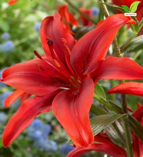 Votaniki Lily Red County Top Size Asiatic Lily Bulbs with Deep Red Summer Flowers Hardy Perennial Plant for Borders Cut Flower Gardens Containers and Outdoor Landscapes (Pack of 5) - Image 4