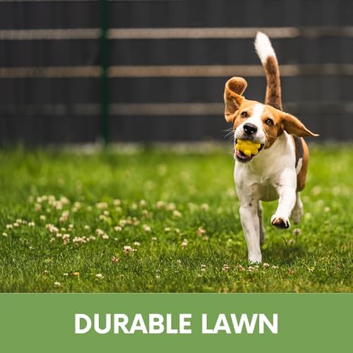 Flawn Seed White Dutch Clover Seeds, 2 Lbs, Organic Coated, Natural Lawn, Ground Cover, Food Plot, Zones 3-9, Covers up to 7,200 Sqft - Image 3