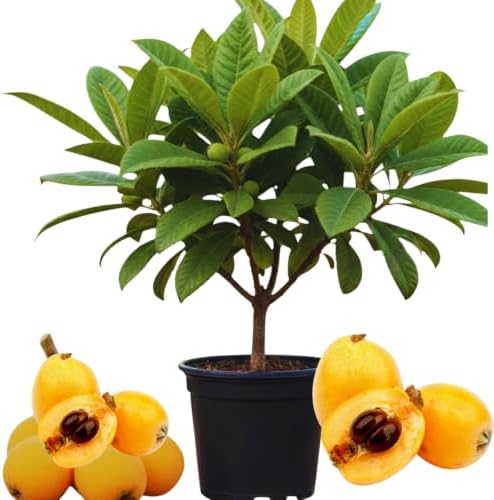 Golden Loquat Fruit Tree Live Plant, Garden Orchard Fruit Tree, 4 Inch Pot by AKTRD
