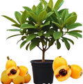 Golden Loquat Fruit Tree Live Plant, Garden Orchard Fruit Tree, 4 Inch Pot by AKTRD