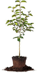 Perfect Plants Fuyu Persimmon Tree, 3-4 ft, Live Plant by PerfectPlantsNursery