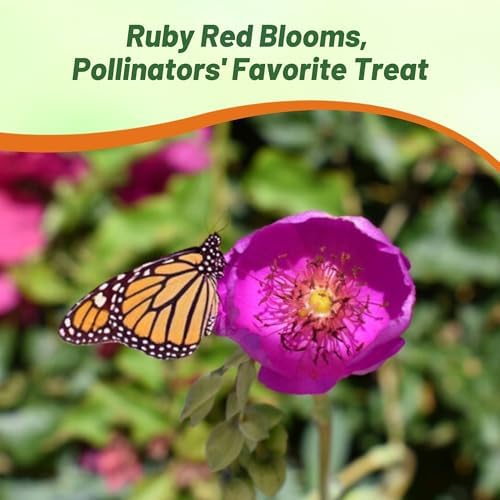 Outsidepride Rock Purslane Seeds for Planting - 10,000 Pcs Perennial, Easy to Grow, Vitamin-Rich & Drought Tolerant Succulent Seeds for Culinary, Xeriscaping, Containers & Hanging Baskets - Image 5
