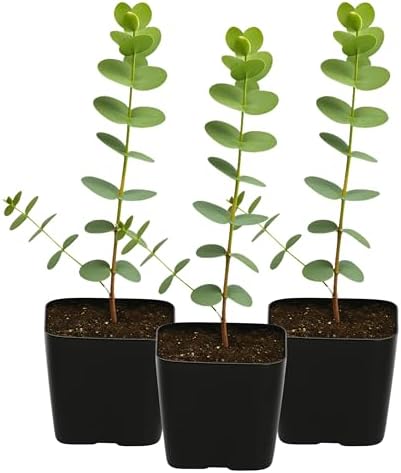 Spiral Gray Eucalyptus Bonsai Tree, Baby Blue EucalyptusPlant 2 Inch Pot (3) by MyShelfie
