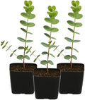 Spiral Gray Eucalyptus Bonsai Tree, Baby Blue EucalyptusPlant 2 Inch Pot (3) by MyShelfie