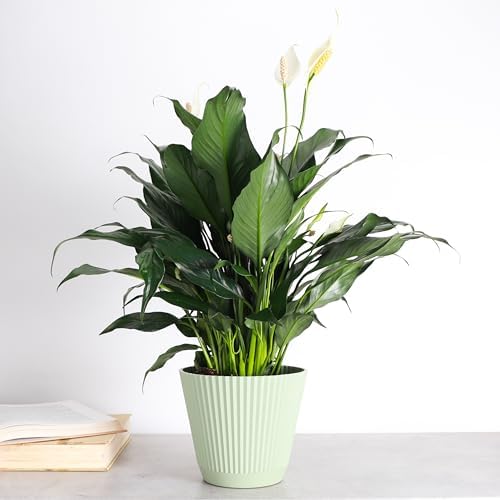 Live Peace Lily Plant, Spathiphyllum, Low Light, Easy to Grow, 6" Pot - Image 4