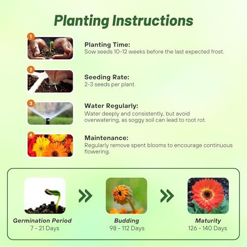 Outsidepride Fire Dark Eye Mix Gerbera Seeds - 20 Pcs Perennial, Compact & Low Maintenance, Flower Seeds for Planting w/Vibrant Mixed Blooms, Ideal for Garden Landscaping & Cut Flower Arrangements - Image 4
