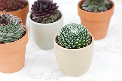 Sempervivum Succulents Plants Succulent Plant Decor (5PK), Live Plants Indoor Plants Live Houseplants, Gardening Gifts for Plant Lovers, Mini Succulent Plants for Delivery Prime by Plants for Pets - Image 2