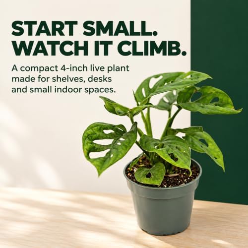 Monstera Adansonii Swiss Cheese Live Plant - 4 Inch Fenestrated - Image 3