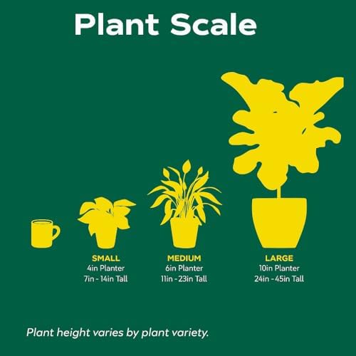 Variegated Devil's Backbone Euphorbia | Live Plant for Indoor & Outdoor | for Living Room, Office, Bathroom | (6" Pot) - Image 5