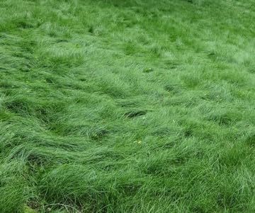 No Mow Lawn Grass Seed, Dwarf Fine Fescue Mix, Low Maintenance Lawn Seed, 1 Pound Pack by Unknown