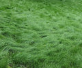 No Mow Lawn Grass Seed, Dwarf Fine Fescue Mix, Low Maintenance Lawn Seed, 1 Pound Pack by Unknown