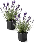 Lavender (2 Pack) - Purple Blooms, Live Fragrant & Aromatic Flowering Perennial, 10" Tall by 5" Wide in 1 Qt Pot by TheThreeCompany