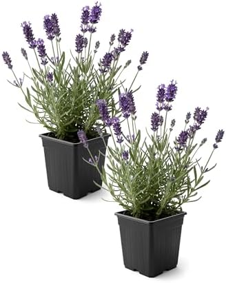 Lavender (2 Pack) - Purple Blooms, Live Fragrant & Aromatic Flowering Perennial, 10" Tall by 5" Wide in 1 Qt Pot by TheThreeCompany