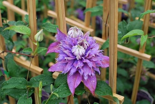 Perennial Farm Clematis x Viticella Diamantina Hybrid– Live Regal® Series Clematis in 4 Quart Container, Large Double Purple Blooms, Long Blooming, Compact Climber, Ideal for Trellises & Containers - Image 6