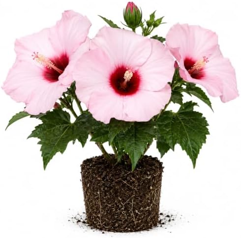 Pink Hibiscus Flower Live Plant, Large Bloom Shrub, 5-8'' Tall by AKTRD
