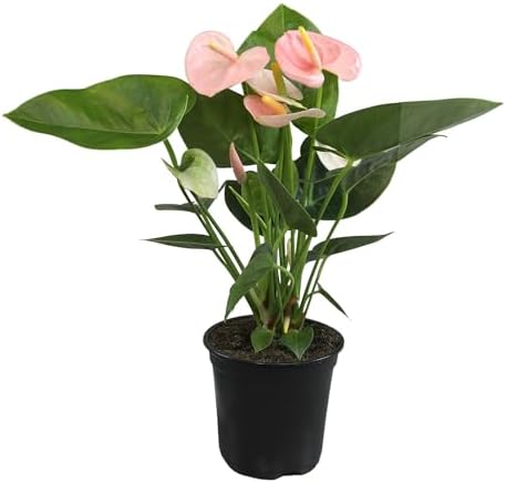 Pink Anthurium Live Plant (Approx. 13-16" Tall), Real Flowers/Unique House Plants in 4" Nursery Pot, Floral Office Plants, Air Purifying Plants & Cool Gifts for Plant Lovers by Plants for Pets by PlantsforPets
