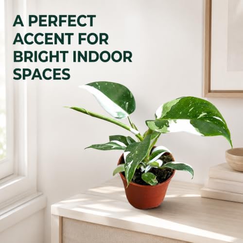 Philodendron White Princess Live Plant - Rare Variegated Indoor Houseplant - Image 6