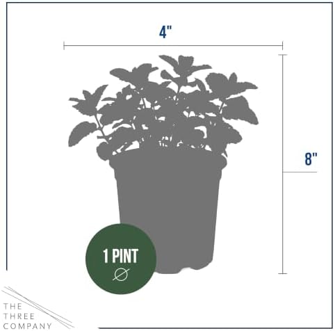 Herb - Mint (2 Pack), Live Edible Aromatic Herb, Herbal Tea, Fresh Flavor - Image 3