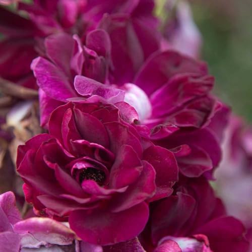 Heirloom Shrub Roses, Live Own Root Plant, Burgundy Iceberg™ - Image 3