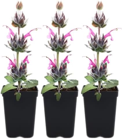 Hummingbird Sage 3 Live Plants (Salvia spathacea) – Native California Fragrant Groundcover for Shade Gardens, Drought Tolerant Perennial Flowers, Pollinator Friendly Landscaping by MyHomePark