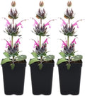 Hummingbird Sage 3 Live Plants (Salvia spathacea) – Native California Fragrant Groundcover for Shade Gardens, Drought Tolerant Perennial Flowers, Pollinator Friendly Landscaping by MyHomePark