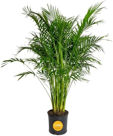 Costa Farms Cat Palm, Live Indoor Plant, Tropical Decor, Air Purifying by Unknown