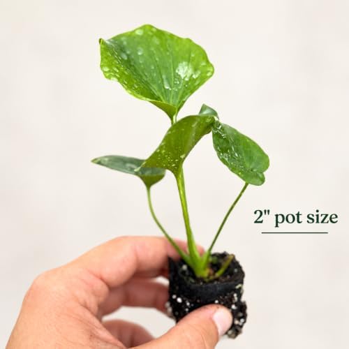 Philodendron Hope Live Plant - Easy Care Tropical Indoor Houseplant - Image 2