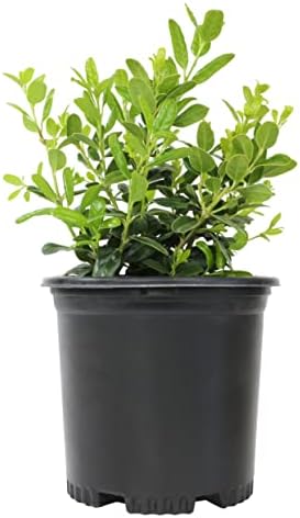 Burford Shrub (1G), Flowering Shrubs Privacy Trees for Planting, Live Plants in Planters for Outdoor Plants, Ilex Plant Live Plant Outdoor Garden Decor, Potted Plants Live Tree by Plants for Pets by PlantsforPets