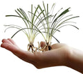 Aztec Grass | 3 Live Bare Root Pips | Liriope Muscari ‘Aztec Grass’ | Variegated Liriope | Ornamental Grass for Borders | Low Maintenance Ground Cover Plants by FloridaFoliage
