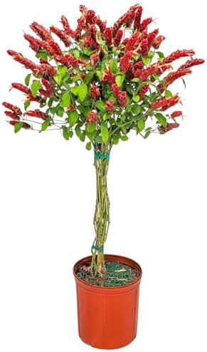 Braided Shrimp Tree - Red Flowers - Overall Height 36" to 42" - Tropical Plants of Florida (Plant Only) by TropicalPlantsofFlorida