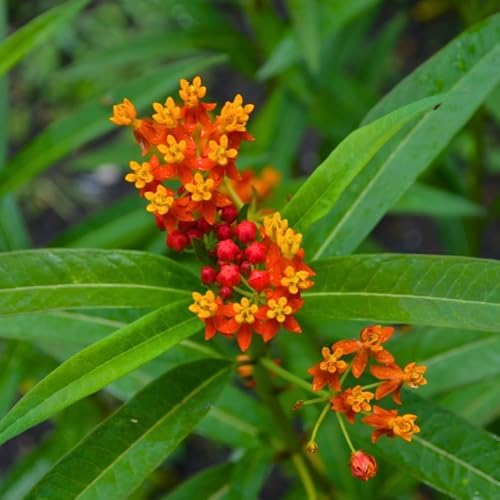 2 Tropical Milkweed Live Plants 4-7 Inches, Asclepias Butterfly Milkweeds - Image 4