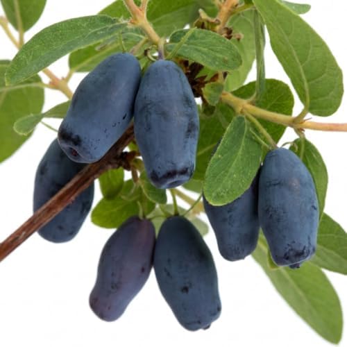 Haskap Live Plant, Haskap Honeyberry Bush, 4-8 Inch Tall - Image 3