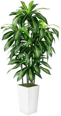 Artificial Dracaena Tree Indoor, 6FT Tall Fake Tree with White Tall Planter by PUUKU