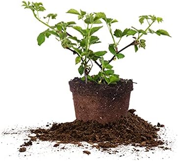 Perfect Plants Arapaho Thornless BlackBerry Bush, 1 Gallon, Live Plant by PerfectPlantsNursery