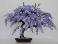 Blue Jacaranda Tree Seeds (30 Pack) - Excellent Bonsai Specimen - Exotic Flowering Bonsai - Blooming Tree by CZGrain