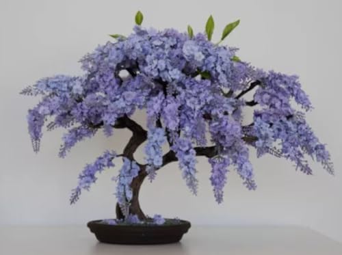 Blue Jacaranda Tree Seeds (30 Pack) - Excellent Bonsai Specimen - Exotic Flowering Bonsai - Blooming Tree by CZGrain