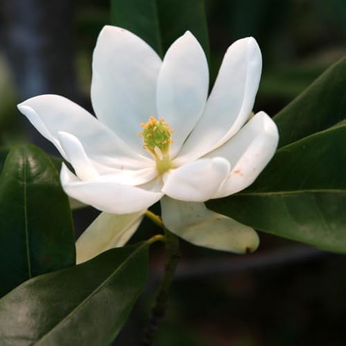 Sweetbay Magnolia Tree Plant Live, Flowering Tree, 2-3 Ft Tall, Gallon Pot - Image 3