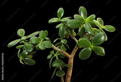 Organic Jade Plant (Crassula ovata) Live Plant in 2.5-inch Pot - Image 2