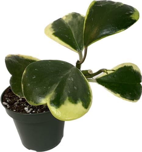 Hoya Plants 8 Live Houseplants in 4" Pots - Variety Assortment 8 Pack Hoya Plants - Pet Friendly Plants - Air Purifying Plants - CA Seller (Pack of 8 Hoya Plants) - Image 5