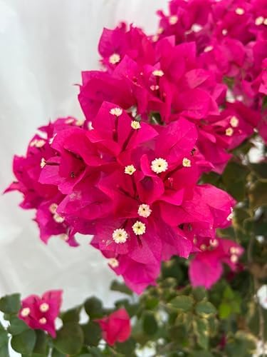 Pink 16" Bougainvillea - Image 7