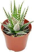 Live Succulent Haworthia fasciata 'Big Band', 4", Fully Rooted, Easy Care by TNG