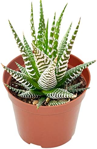 Live Succulent Haworthia fasciata 'Big Band', 4", Fully Rooted, Easy Care by TNG
