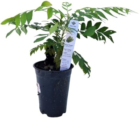 Daisy Ship Curry Leaf Fast-Growing - 1 x 4 inch Cup by DaisyShip