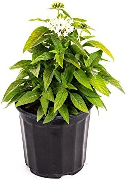 American Plant Exchange Penta 'White' – 6-Inch Pot – Live Flowering Plant with Bright White Star-Shaped Blooms, Heat-Tolerant Outdoor Annual for Gardens, Patios, Containers & Pollinator Landscapes by AmericanPlantExchange