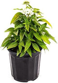 American Plant Exchange Penta 'White' – 6-Inch Pot – Live Flowering Plant with Bright White Star-Shaped Blooms, Heat-Tolerant Outdoor Annual for Gardens, Patios, Containers & Pollinator Landscapes by AmericanPlantExchange