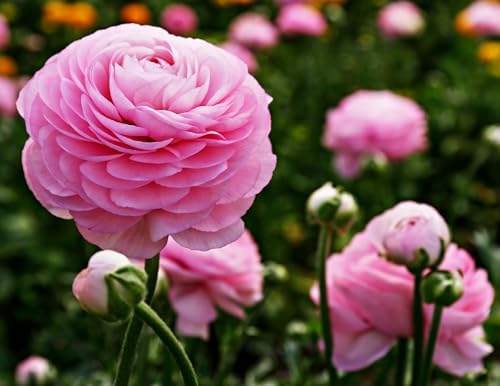 Mixed Peony Ranunculus Bulbs- Persian Buttercup -10 Corms Bulbs Flowering Blooms Perennial Bulbous Root Garden Plant (Pink) by seedsofstrength