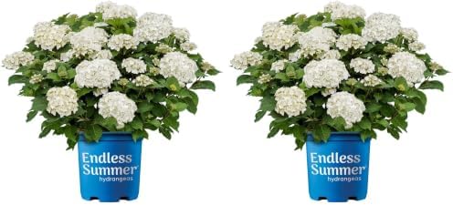 Endless Summer 1 Gal. Dream Cloud Hydrangea Shrub (Pack of 2) by Endless+Summer