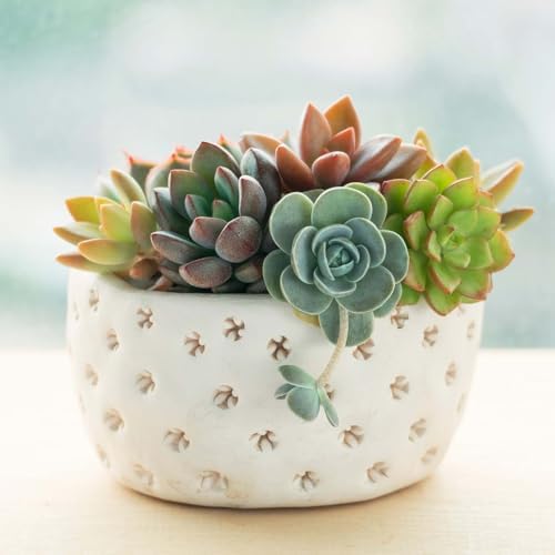 Mountain Crest Gardens Ultimate Succulent Variety Pack - 6 Unique Live Plants, Rooted in 2 inch Pots - Indoor/Outdoor Real Succulents for Garden Decor, Favors, DIY Arrangements - Image 6