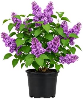 Purple Lilac Bushes Live Plant in Pot, 4-5 Inch Tall Fast Growing Lilac Plants Live, Fragrant Flowering Shrubs, Perfect for Gardens & Landscaping by GINGERGLOW