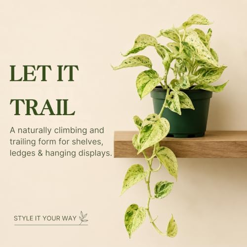 Satin Pothos Live Plant, 4 Inch Scindapsus Jade Satin Marble Queen - Image 7